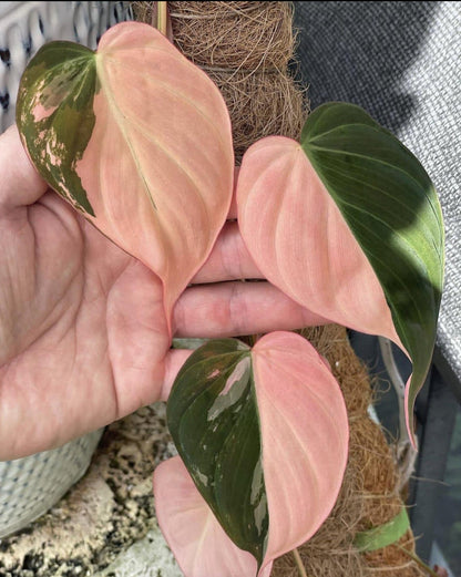 Philo Micans Pink Veriegated plant (Semishade)