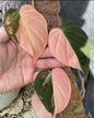 Philo Micans Pink Veriegated plant (Semishade)