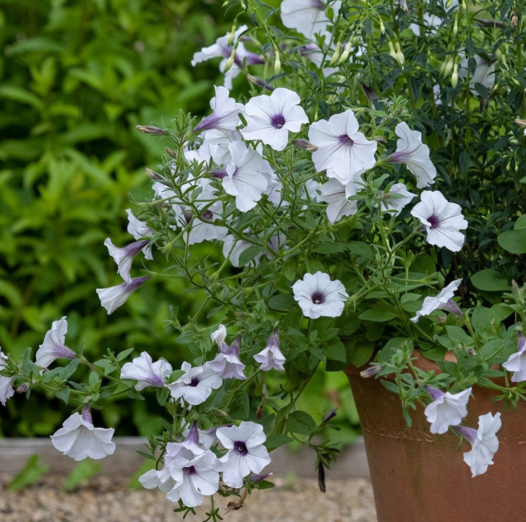 Petunia Tidel wave winter Flower seeds