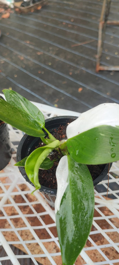 White princess philodendron plant