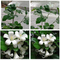 Murraya Paniculata flowering plants
