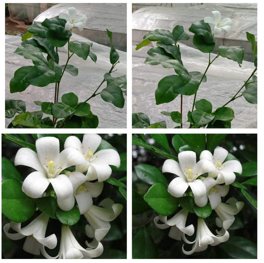 Murraya Paniculata flowering plants