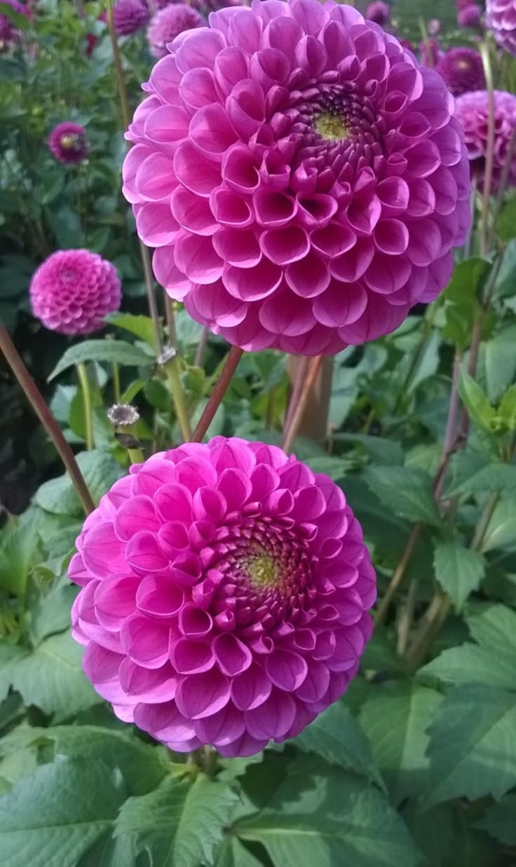 Buy Dahlia Pompon Bulbs Online in India | Colorful Ball Shape Flower Bulbs for Home Garden