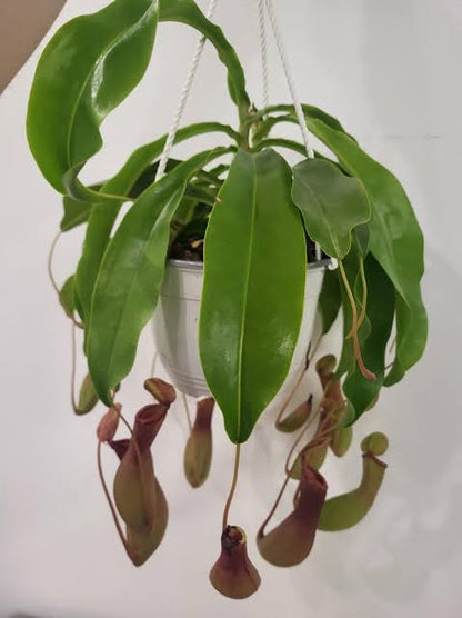 Nepenthes alata - Pitcher plant – Wild Willy's Plants and Flowers