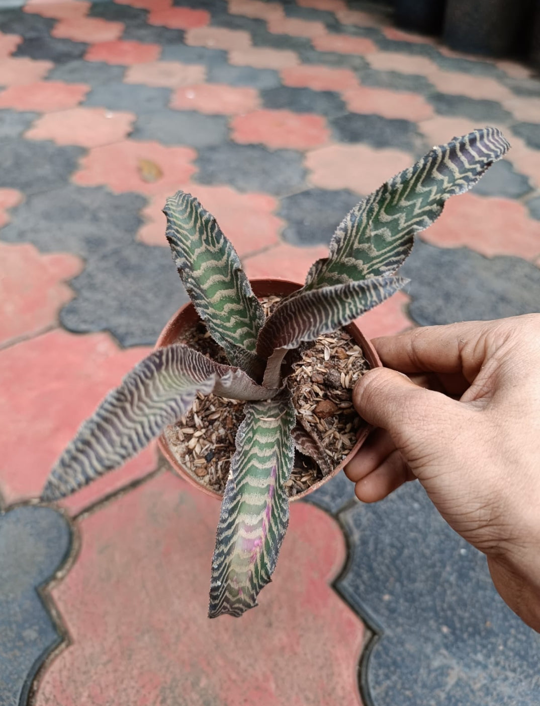 Cryptanthus Tiger