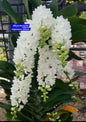 Rhynchostylis White 2  Fragrance Orchid