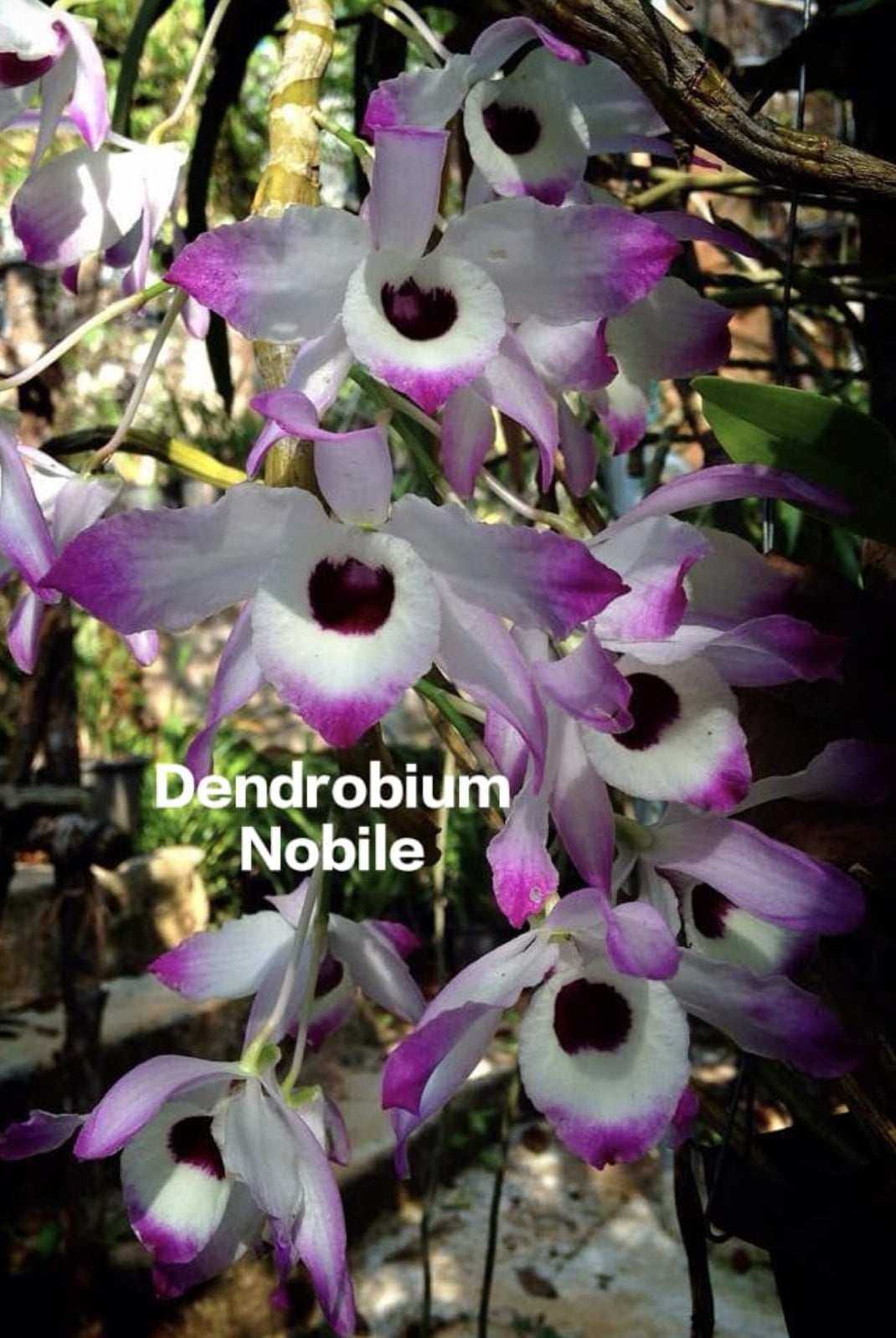 Dendrobium Nobile