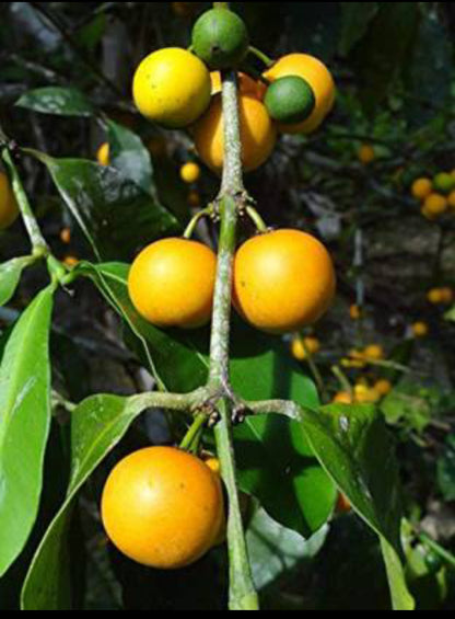 Baraba fruit plant