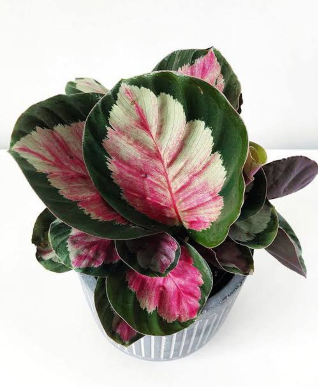 Calathea Roseopicta Rossy