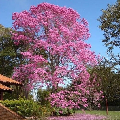 Tabebuia Rosea, Pink Poui live plant