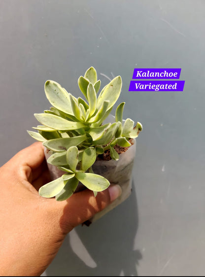 Kalanchoe Varities (Pack of 5)