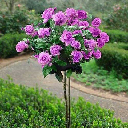 Buy Stand Rose Plant Online in India | Standard Tree Rose | Outdoor Flowering Rose Plant | Ashiyana Store