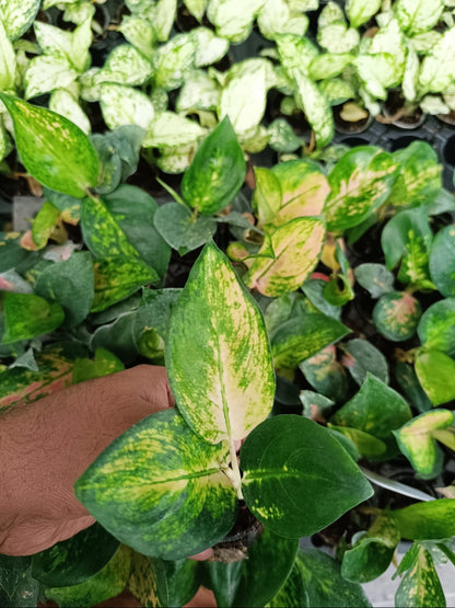 Favainon Aglonima seedling plant