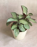Calathea Silver Plant
