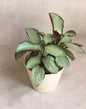 Calathea Silver Plant