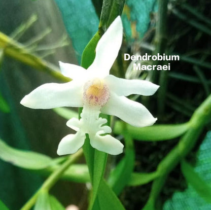 Dendrobium Macraei