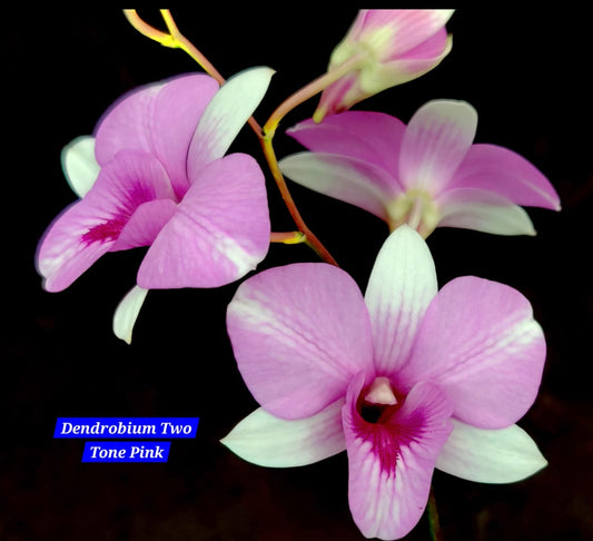 Dendrobium 21 tone pink