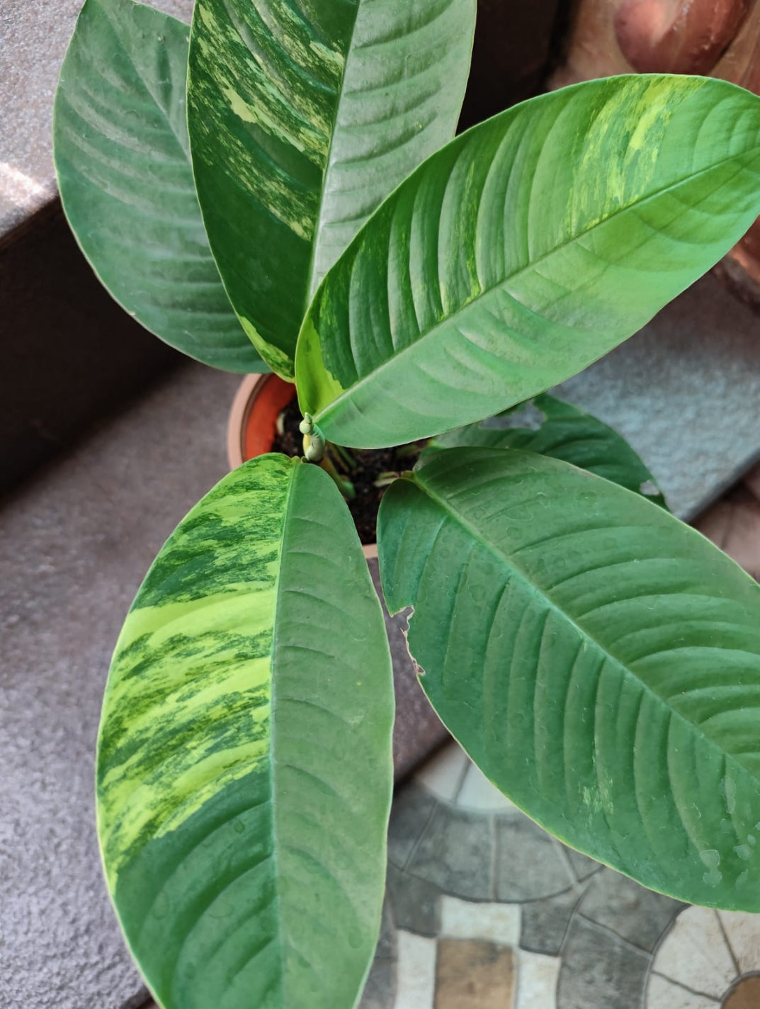 Rhaphidophora Foraminifera Veriegated Plant (Semishade)