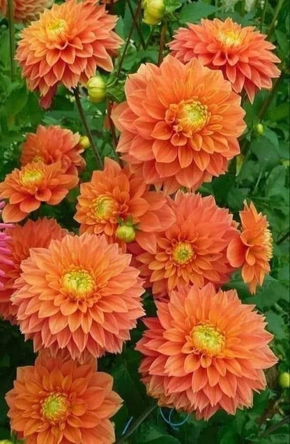 Buy Dahlia Pompon Bulbs Online in India | Colorful Ball Shape Flower Bulbs for Home Garden