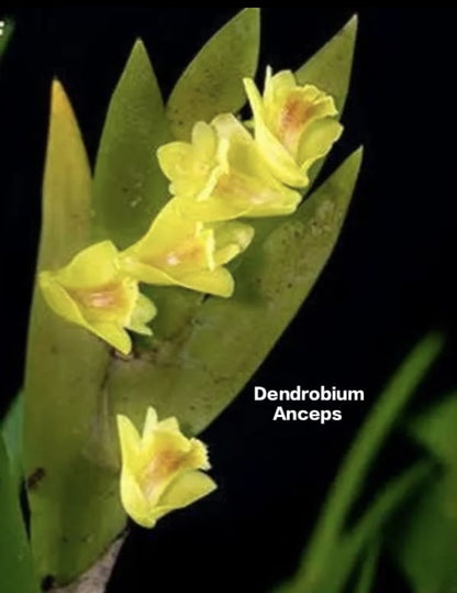 Dendrobium Anceps