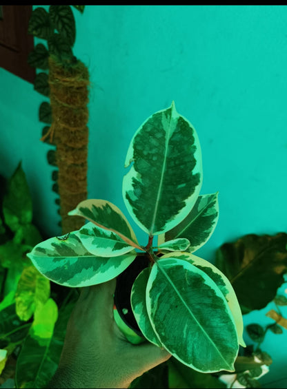 Rubber Plant Veriegated (Indoor plants)