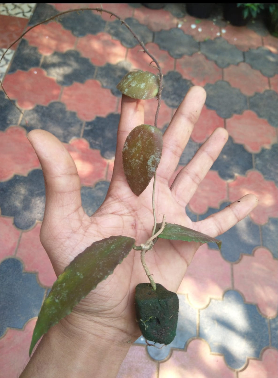 Hoya Caudata Sumatra Rare (Semishade)