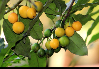 Baraba fruit plant