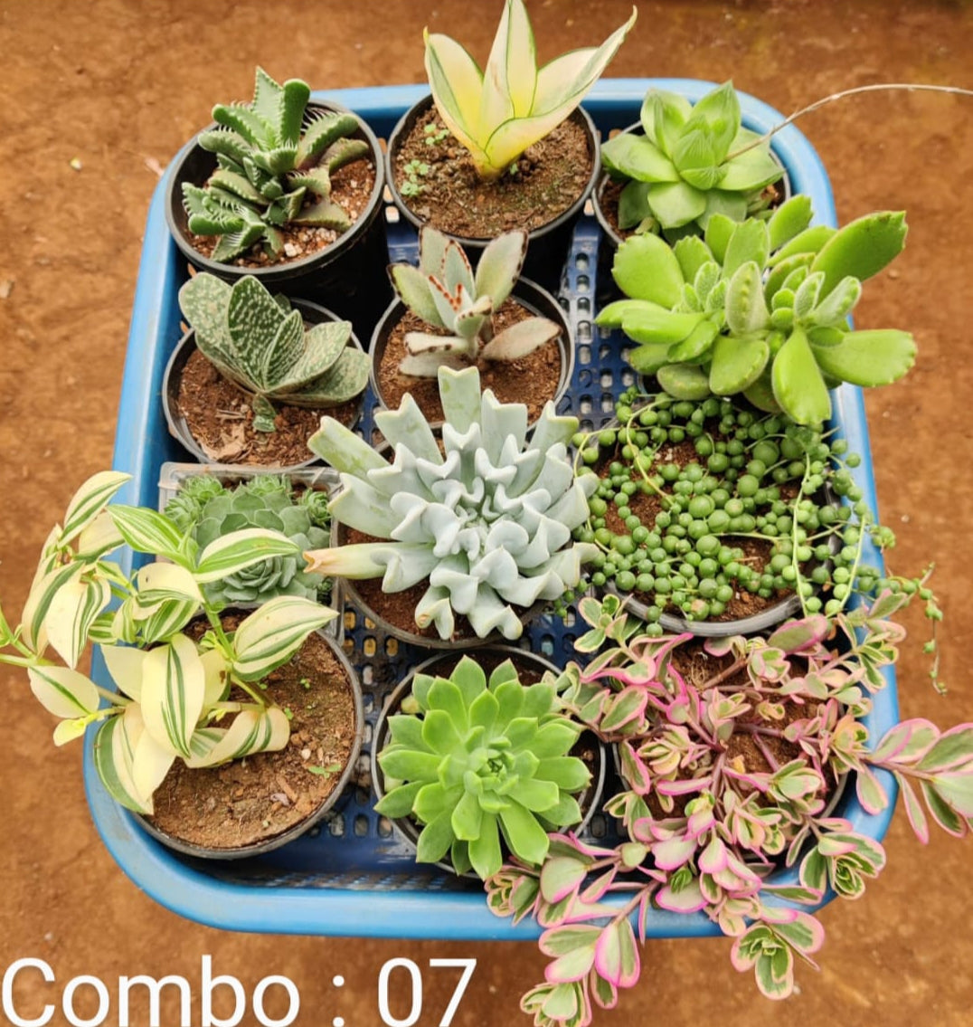 Succulent plant combo pack