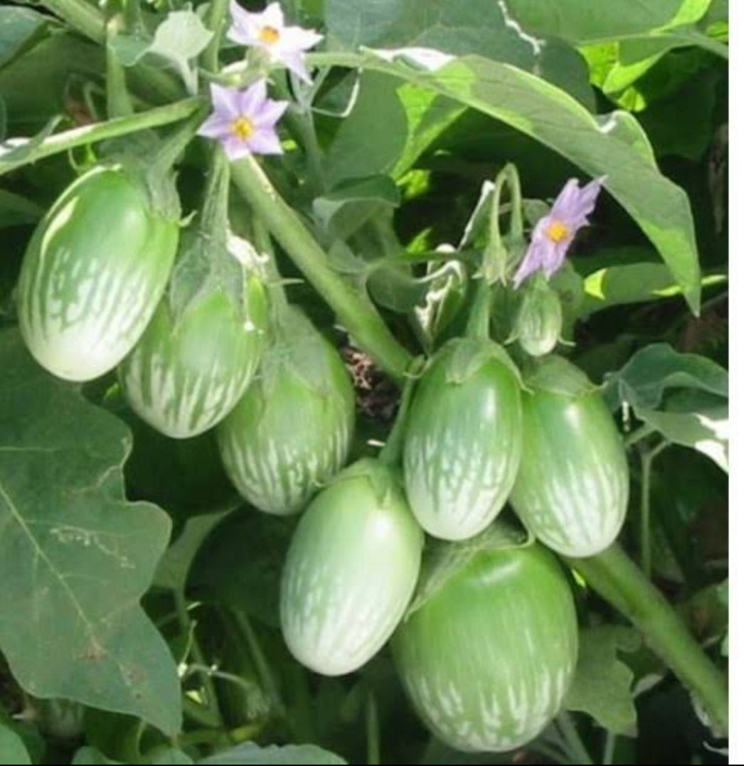 Brinjal green hybrid vegitable seeds