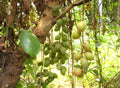 Burmese grapes fruit plant