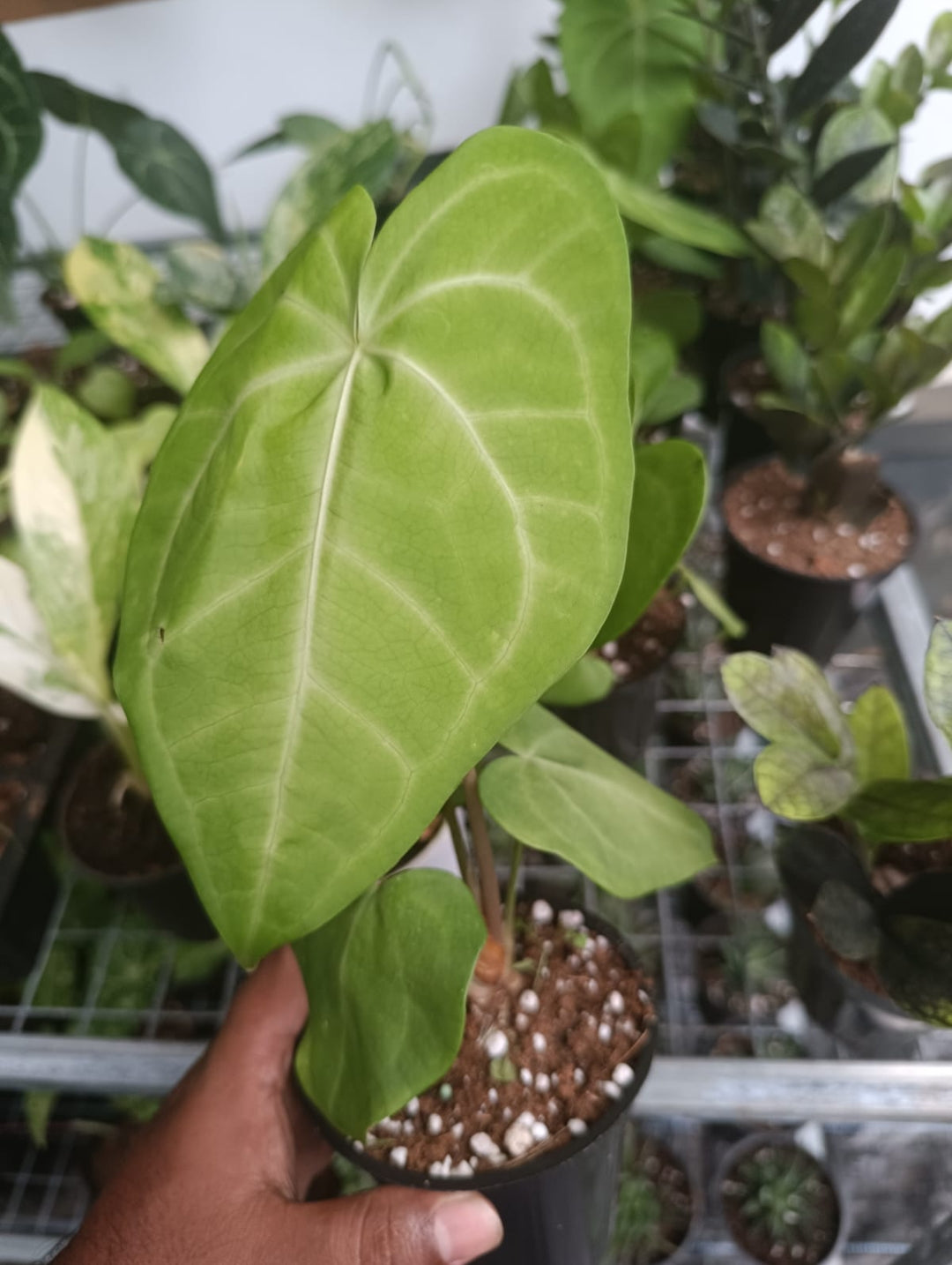 Anthurium Sweet Green plant