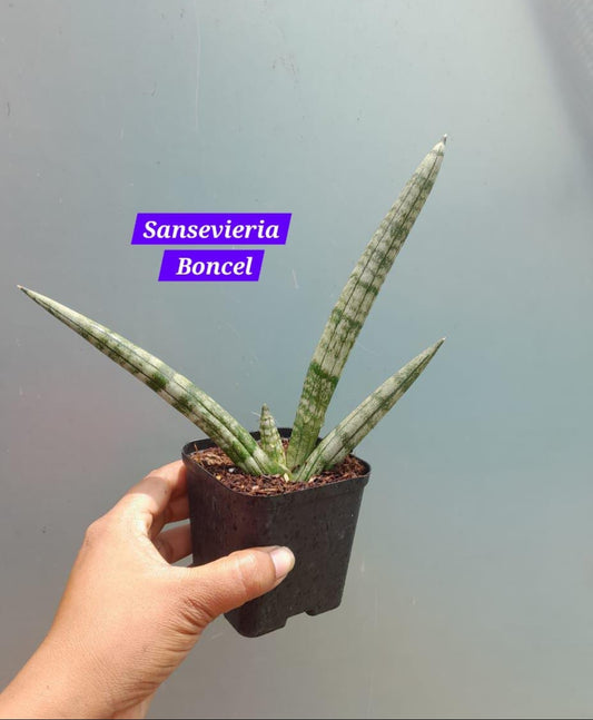 Sensevieria Boncel