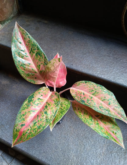 aglaonema big roy Aglonima Big Roy – ASHIYANA STORE