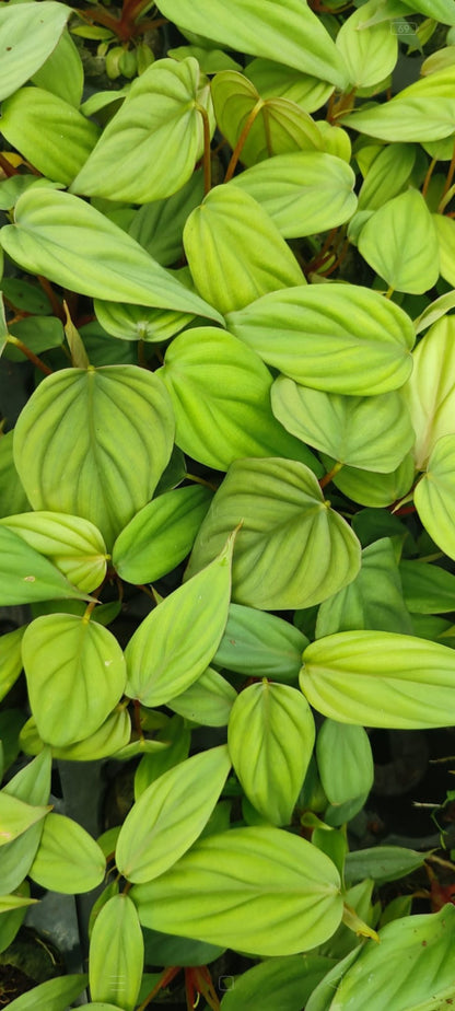 Sp Columbia seedlings Philodendron | Indoor plants