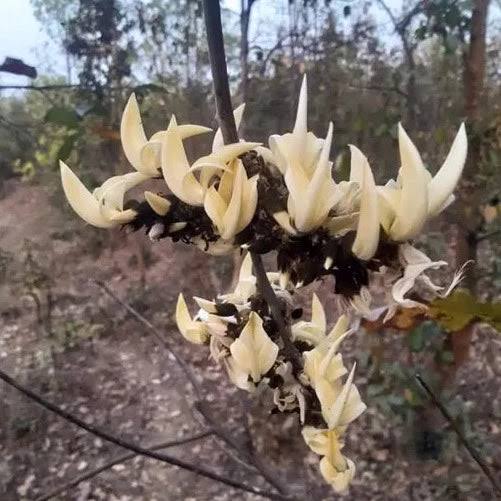 White Palash plant / Butea Monosperma