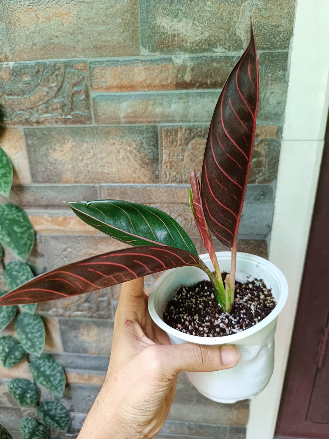 Aglonima Black Sumatra plant (Semishade)