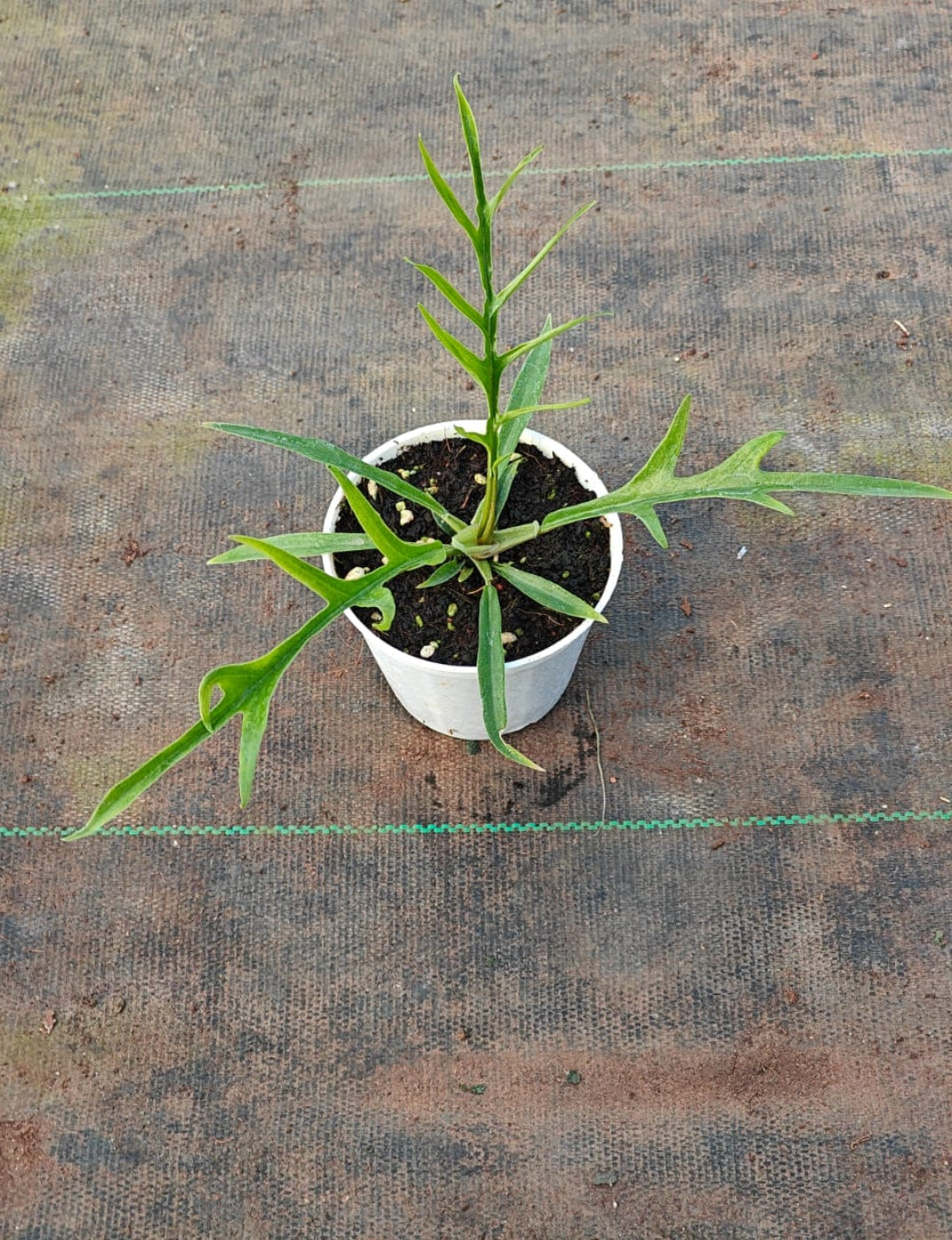 Philodendron Tortum plant