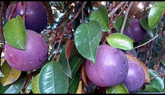 Milk fruit plant