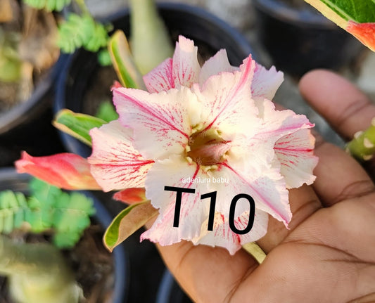Adenium plant (desert rose) white light pink colour flower