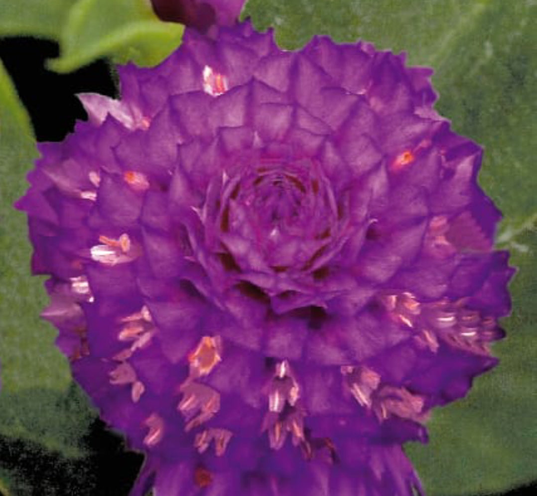 Gomphrena Globosa Buddy purple Benary summer Flower seeds