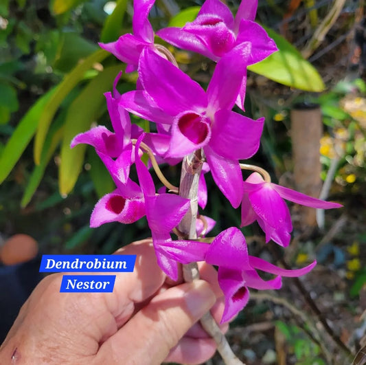 Dendrobium Nestor