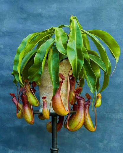 Nepenthes alata - Pitcher plant – Wild Willy's Plants and Flowers