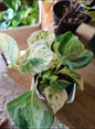 Manjula potos plant