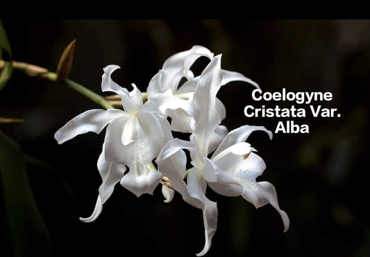 Coelogyne Cristata Var. Alba