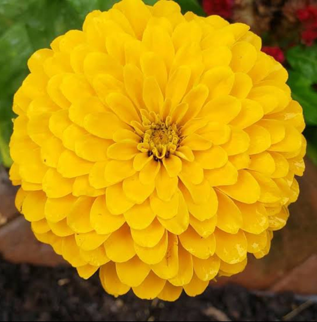 Zinnia  Canary bird yellow summer Flower seeds