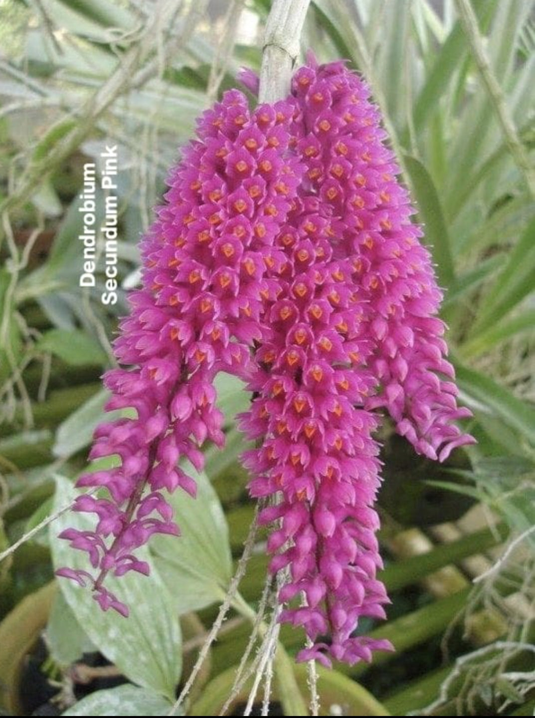 Dendrobium Secundum Pink