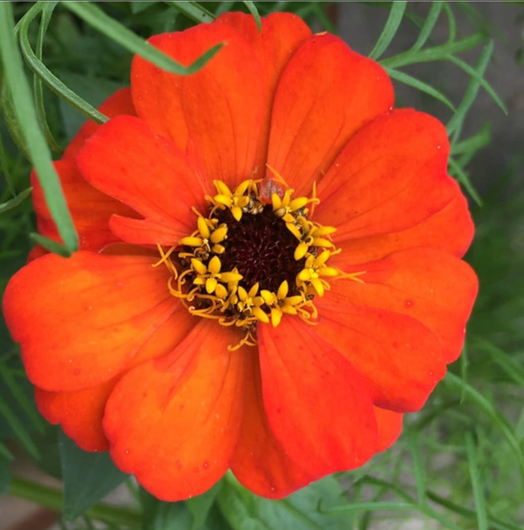 Zinnia pulcino Dwarf mix Summer Flower seeds