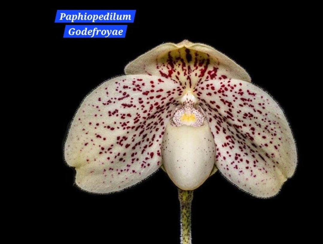 Paphiopedilum Godefroyae