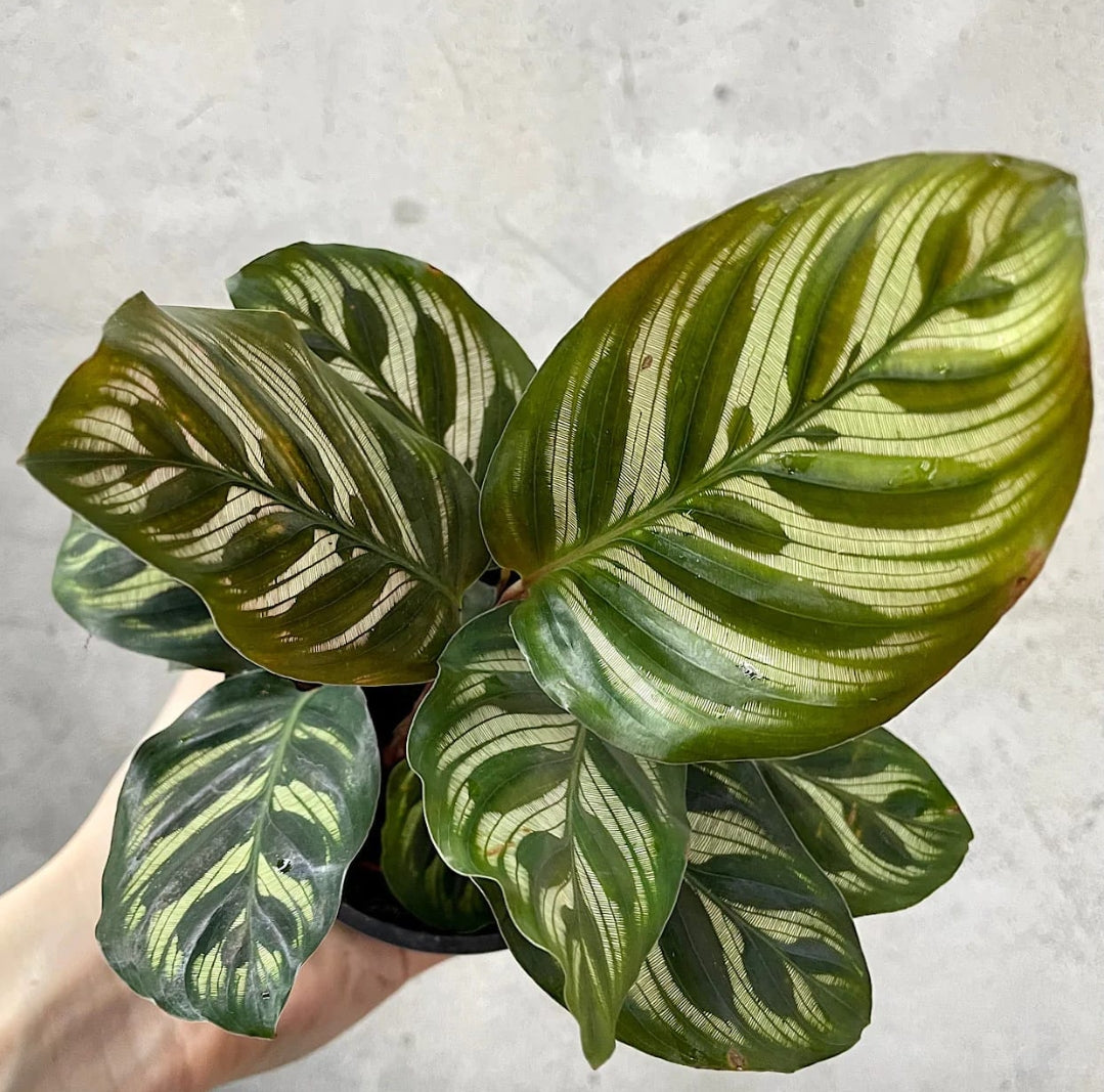 Calathea 20