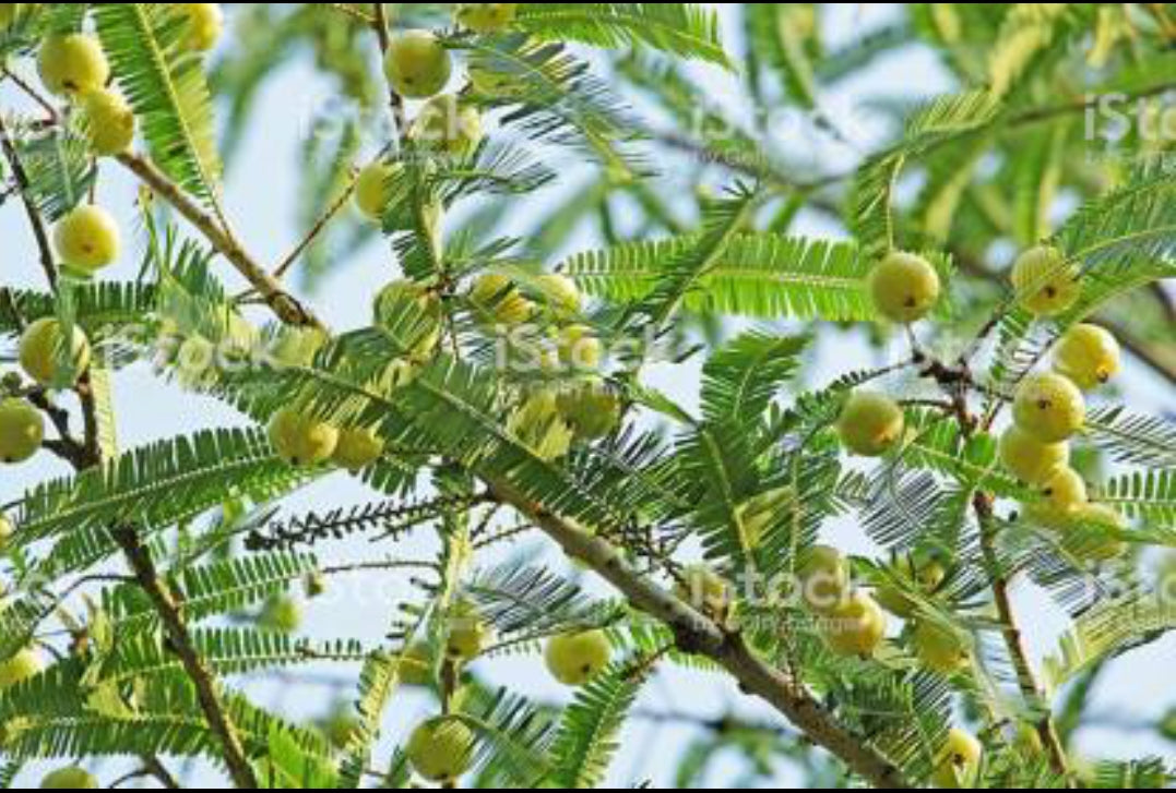 Amla fruit plant